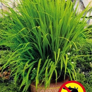 Lemongrass PlantContainer in 2.25 Inch Size Also known as Fever Grass, Cymbopogon Citratus image 2
