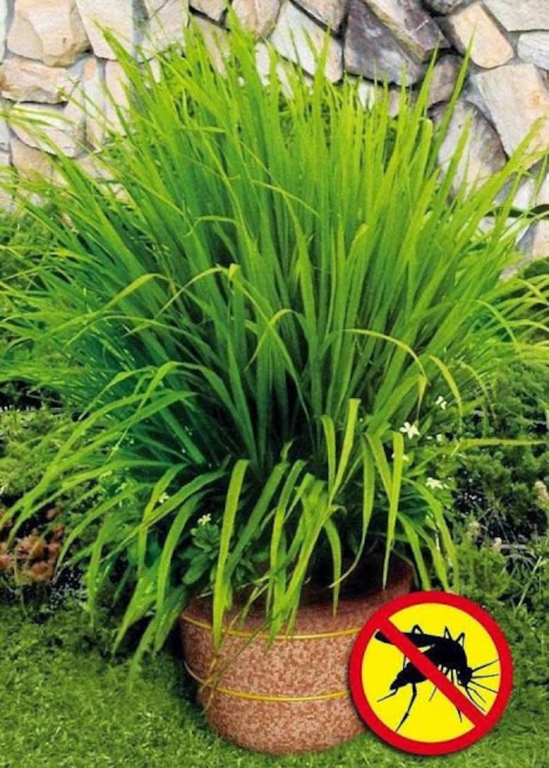 Lemongrass PlantContainer in 2.25 Inch Size Also known as Fever Grass, Cymbopogon Citratus image 2