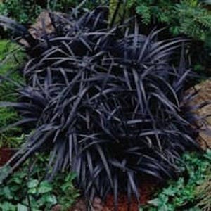 10 Containers of 2.5 Inch Pot of Black Mondo Decorative Grass, nice plant