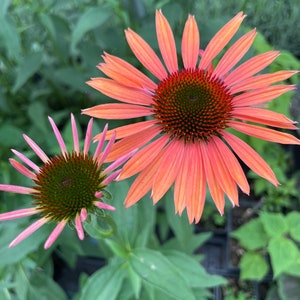 Big Sky 'Sundown' Coneflower/ Echinacea in 3.5 inch pots (one plant per pot) Deer Resistant!