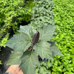 May include: A close-up of a dark purple flowering plant with large, green leaves. The plant is in a small black pot and is being held by a hand.