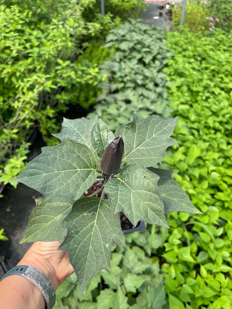 May include: A close-up of a dark purple flowering plant with large, green leaves. The plant is in a small black pot and is being held by a hand.