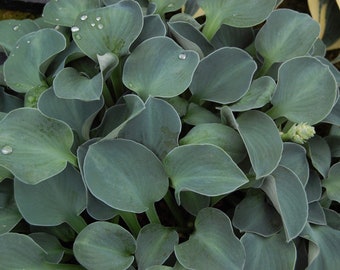 Blue Mouse Ears Hosta Bareroots