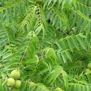 May include: Close-up of a tree branch with bright green leaves and several green, round fruits. The leaves are long and slender, with a vibrant, healthy appearance. The fruits are clustered together, suggesting a bountiful harvest.
