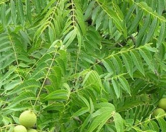 2 Black Walnut Trees 18" - 24" Healthy Bare Root Plants ( 2 bareroots per order), Free Shipping!