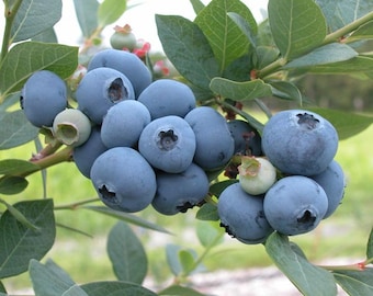Sweetheart Blueberry Bush in Trade Gallon--2 Harvests per year!
