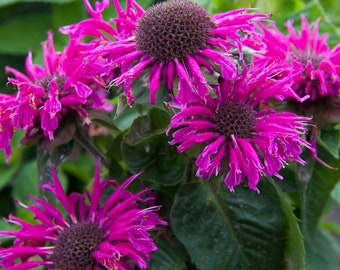 Bee Balm 'Bee Free' Monarda Plants in Separate 4 inch containers- Daylily Nursery…one plant per pot, you choose amount!