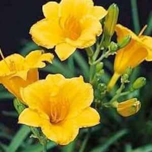 May include: Close-up of vibrant yellow daylily flowers in full bloom. The petals are a bright, sunny yellow with a slightly darker center. Green stems and buds are also visible, set against a dark background.