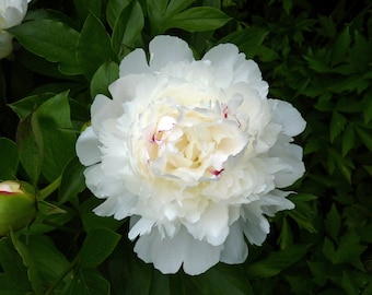 Festiva maxima Bareroot Peony, 2-3 Eye, Great for Fall or Spring Planting!