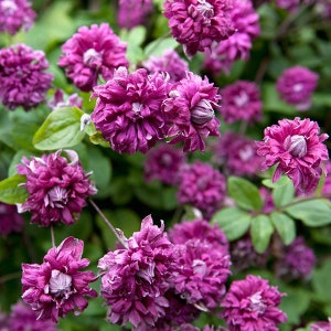 Clematis 'Purpurea Plena Elegans' in a 4" pot-- You Choose Amount!!!