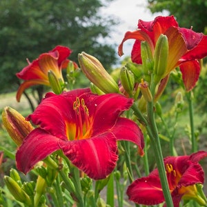 May include: Close-up of vibrant red daylilies in full bloom, with yellow centers and green buds. The flowers have ruffled petals and are set against a blurred green background of foliage. A beautiful display of nature's colors.