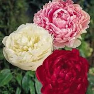 3 Cotton Candy Mix Bareroot Peony, 2-3 Eye, Great for Fall Planting!  Karl Rosenfield, Sarah Bernhardt, and Shirley Temple FREE SHIPPING