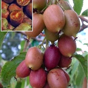 4 Hardy Kiwi Plants One Ananasnaya, Two Ken's Red, and one Male Pollinaterall in 4 Inch Cups/ Kiwi Aruguta image 1