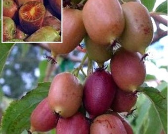 3 Hardy Kiwi Plants- One Each of Ananasnaya, Ken's Red, and a Male Pollinater--all in 4 Inch Cups/ Kiwi Aruguta