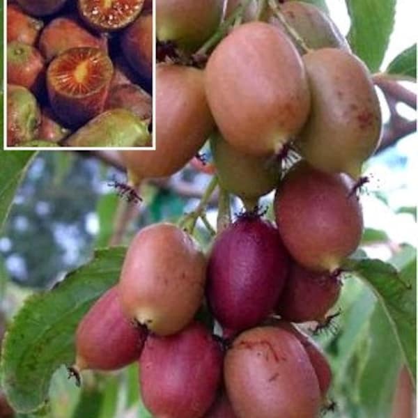 4 Hardy Kiwi Plants- One Ananasnaya, Two Ken's Red, and one Male Pollinater--all in 4 Inch Cups/ Kiwi Aruguta