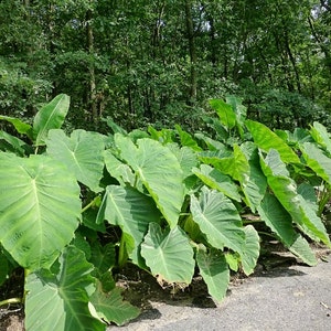 3 Green Elephants Ear Bulbs Esculenta image 4