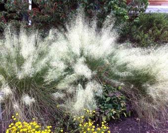 White Muhly Grass in 2.5 Inch Containers (One plant per pot, you choose amount!)