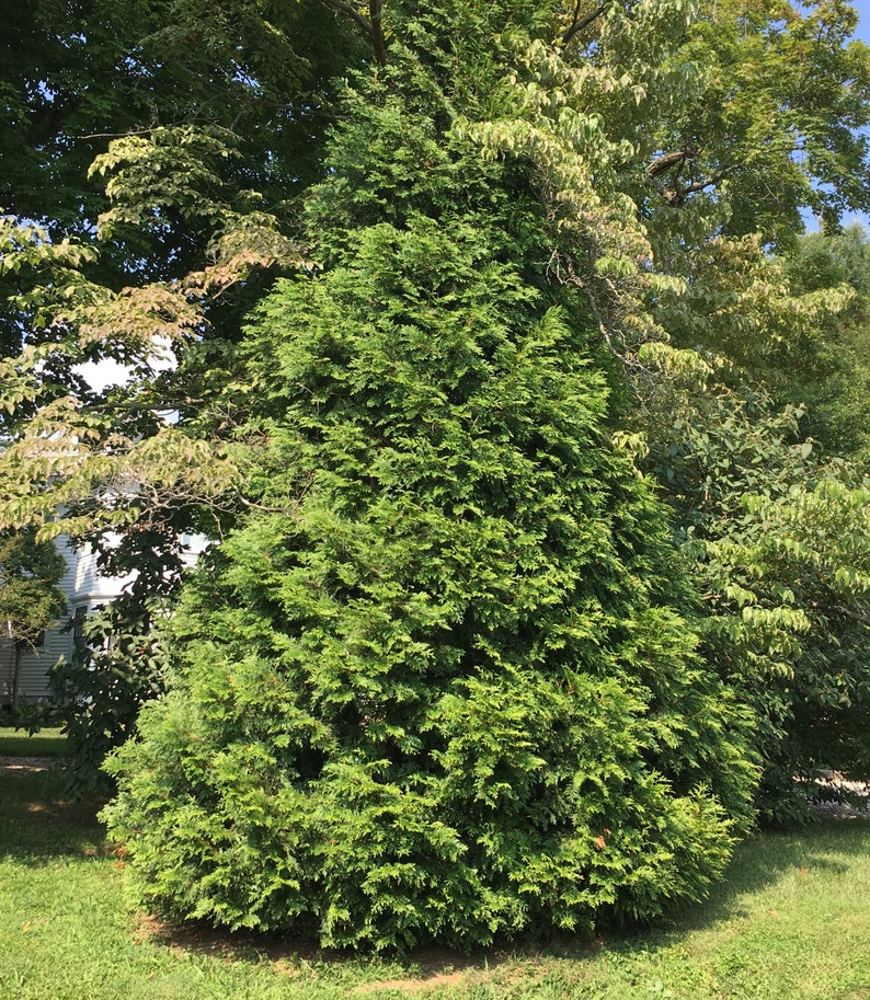 Arborvitae Green Giant Thuja Plicata 2.5 inch pot 6-12 Tall image 3