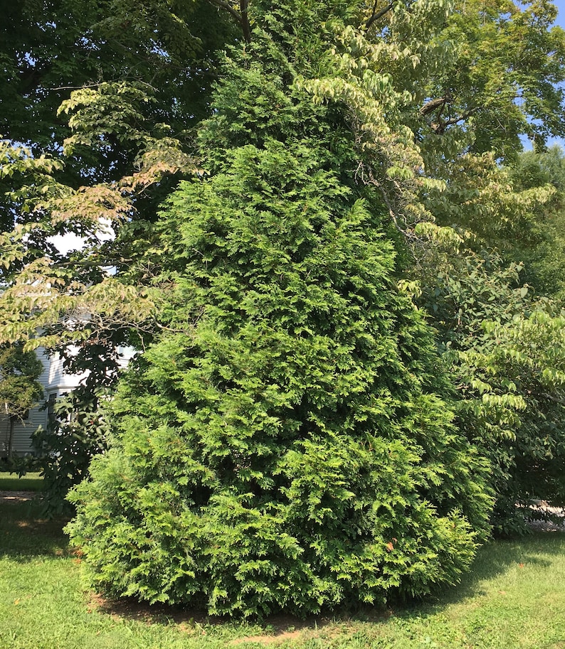 Arborvitae Green Giant Thuja Plicata 2.5 inch pot 6-12 Tall image 3