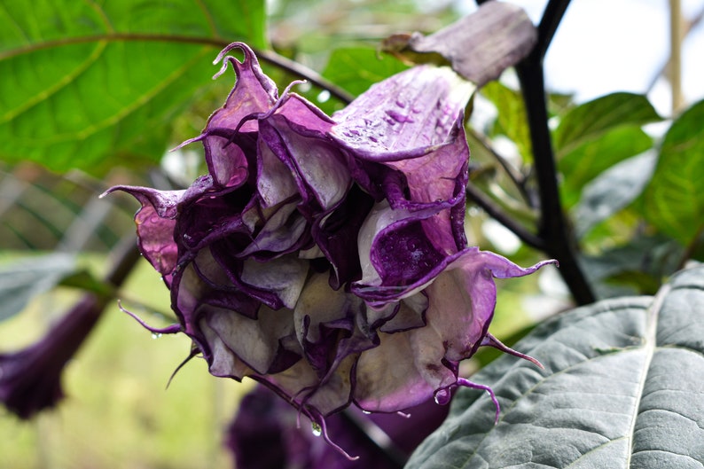 May include: A close-up of a purple and white flower with a ruffled texture. The flower is wet with water droplets.