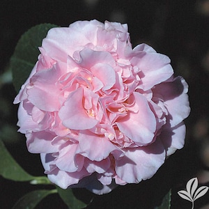 King&#39;s Ransom Camellia in 4 inch pot *Cold and Heat Sensative* Cannot Ship Out of the USA, free shipping, you choose amount!