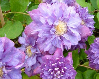 Clematis 'Vyvyan Pennell' in a 4" pot-- You Choose Amount!!!