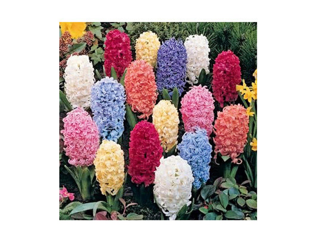 12 Hyacinth Giant Mixture Hyacinth Orientalis - Etsy