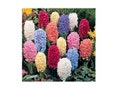 12 Hyacinth Giant Mixture - Hyacinth orientalis