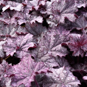 Mixed Heuchera in 3.5 inch pots, you choose amount We send out whatever is the prettiest at the time of order. image 4