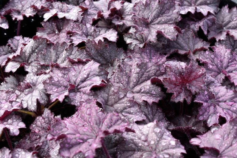 Mixed Heuchera in 3.5 inch pots, you choose amount We send out whatever is the prettiest at the time of order. image 4