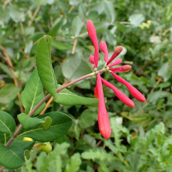 Trumpet Honeysuckle Major Wheeler Lonicera sempervirens in 3.5 inch pot