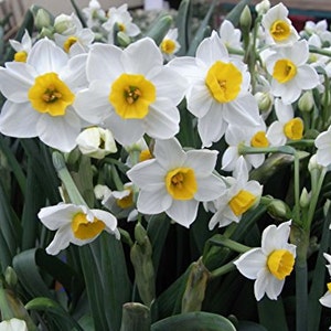 Daffodil Grand Soleil d'Or Bulbs, Wholesale Pricing