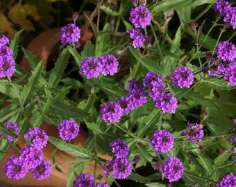 Homestead Purple Verbena Plant -Perennial Herb -Live Plant -4" Pot. Temp Sensitive. Order when your weather mild, not too hot, not too cold