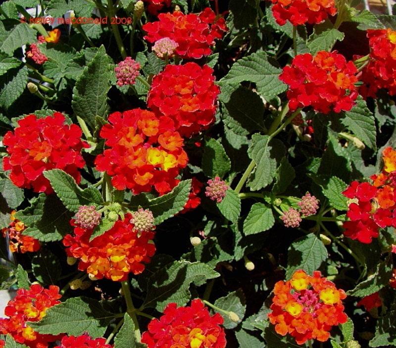 Dallas Red Lantana Camara Flowers Two (2) Live Plants-Natural Mosquito Repellant Garden-Attract Hummingbirds & Butterflies -Each in 4 in Pot