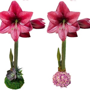 Waxed Amaryllis Bulb 34/36cm Botanical Collection- 1 Rose Petal Revelation and 1 Moss Revelation Amaryllis Bulb-Perfect Holiday Gift Bundle!