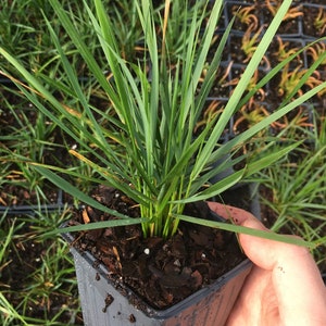 May include: A small, square black plastic pot filled with soil and green grass. The grass has long, thin blades. The pot is held by a hand, with other plants visible in the background. The grass is a vibrant green color.