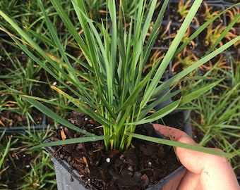 Karl Foerster Ornamental Feather Reed Grass - Live Plant -3.5 Inch Pot, you choose amount!