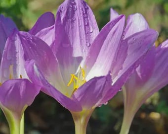 Autumn Crocus Colchicum Byzantium-- Fall Blooming Mix! You Choose Amount!