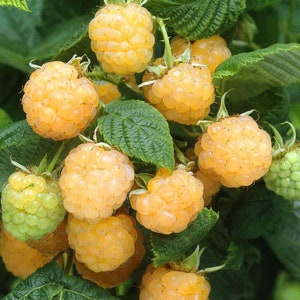 Fall Gold - Raspberry Plant - Everbearing -  - Ready for Spring Planting 4 inch pot starter plants