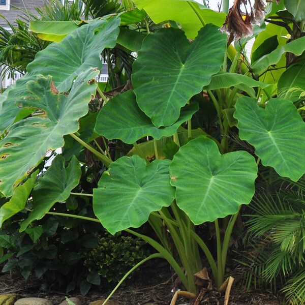 3 Jack's Giants Elephant Ear Bulbs for Sale!