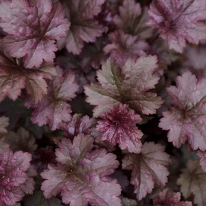 Plum Pudding Heuchera/ Coral Bells in 4 Inch PotGreat for Spring planting image 1