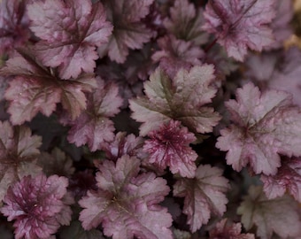 Plum Pudding Heuchera/ Coral Bells in 4 Inch Pot--Great for Spring planting!