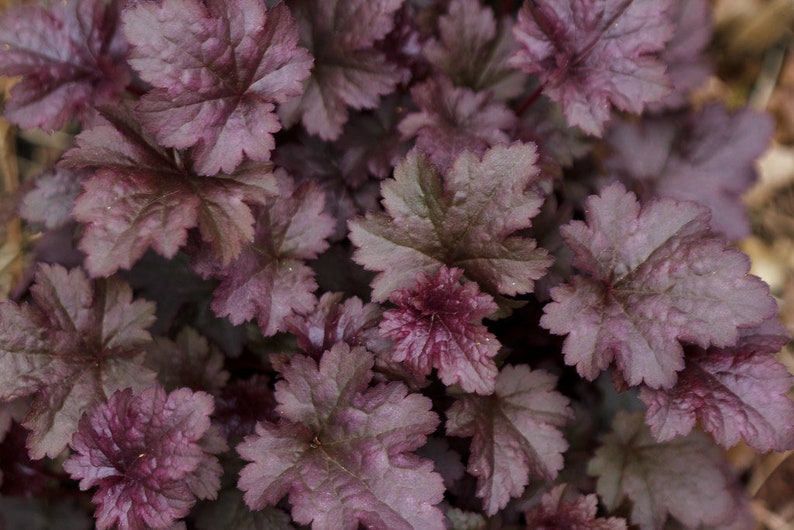 Plum Pudding Heuchera/ Coral Bells in 4 Inch PotGreat for Spring planting image 1