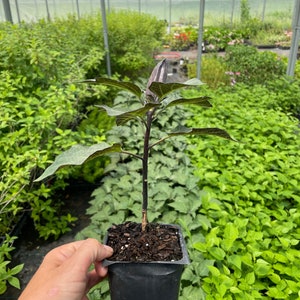 May include: A small, dark green plant with a single, dark purple flower bud growing in a black plastic pot. The plant is in a greenhouse setting.