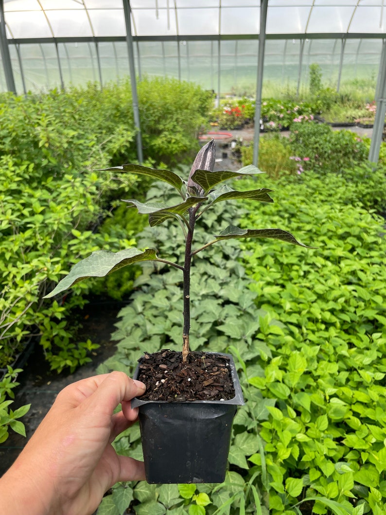 May include: A small, dark green plant with a single, dark purple flower bud growing in a black plastic pot. The plant is in a greenhouse setting.