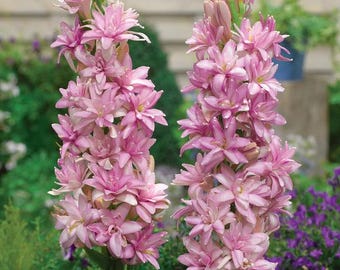 Polianthes Pink Parfait, Tuberorsa, Bareroot, you choose amount!