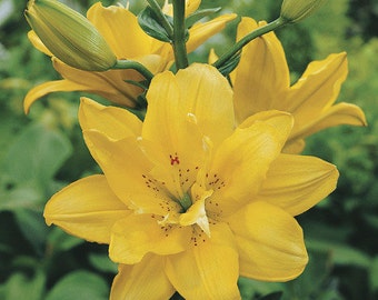 lily⭐︎ Van Zyverden Lily Landini (Set of 4 Dormant Bulbs) Partial