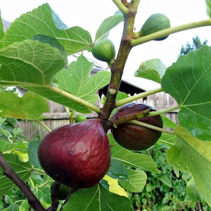Puede incluir: Primer plano de una rama de higuera con tres higos maduros. Los higos son de color morado oscuro y tienen una piel lisa. Las hojas del &aacute;rbol son verdes y tienen una textura rugosa.