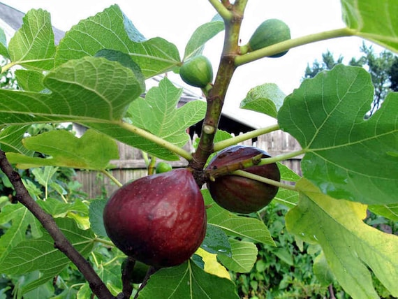 Brown Turkey Fig Plants in 4 Inch Containers, Well Rooted and Sturdy! Plant now, get roots established for fast growth next year