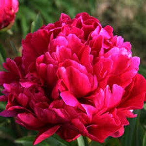 May include: A vibrant, deep pink peony flower in full bloom. The petals are tightly packed, creating a full and rounded shape. The flower is in focus, while the green foliage behind it is blurred.